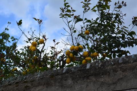    Citrus Limon